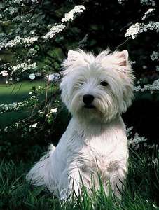 west highland white terrier