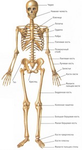 Анатомический скелет