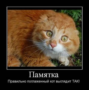 погладить котэ =^.^=