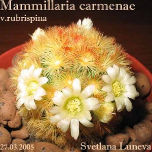 MAMMILARIA carmenae f. rubrispina