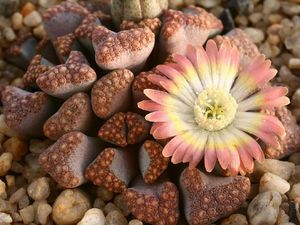 Titanopsis hugo-schlechteri