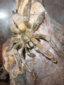 Psalmopoeus cambridgei