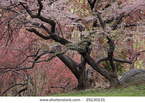 Central Park, New York