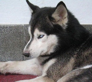 Siberian Husky