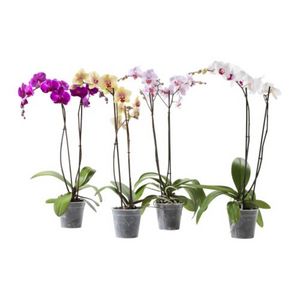 Орхидея Phalaenopsis