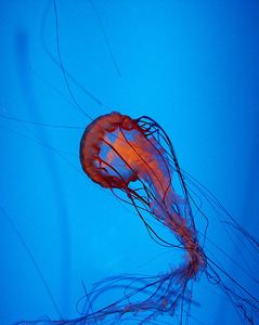 Jellyfish