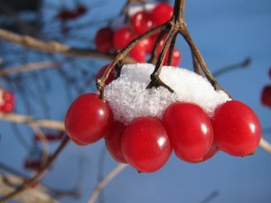 Прогулка по зимнему лесу