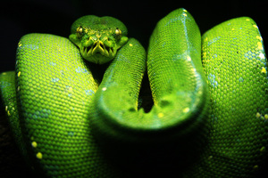 питон: Morelia viridis