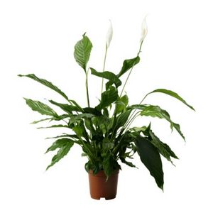 SPATHIPHYLLUM