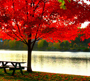 red autumn