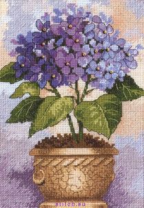 Dimensions Hydrangea in bloom