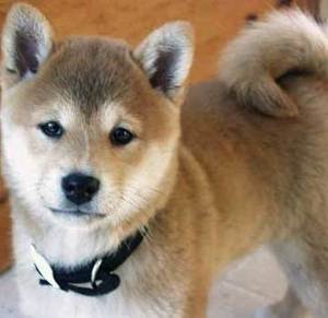 Shiba inu