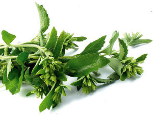 Stevia