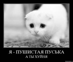 хочу кота