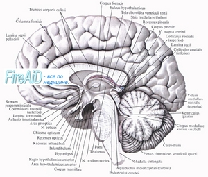 Анатомия цнс