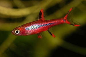 Борарас бриджитты – Boraras brigittae (Rasbora)