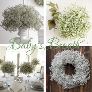 plant baby's breath