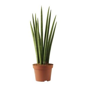 Snake plant