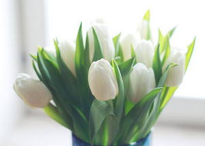 white tulips