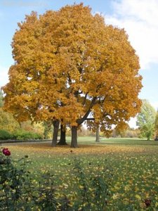 осенью в Тарханы