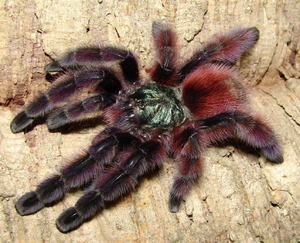 Avicularia Versicolor