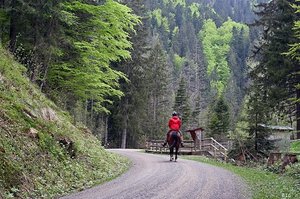 Германия, Шварцвальд