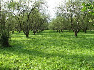 в Лошицкий парк