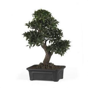 Фикус Микрокарпа (Ficus Microcarpe)