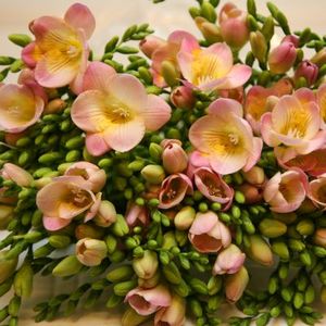 Freesia