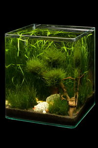 Nano Aquarium/Мохнариум