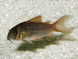 Corydoras concolor