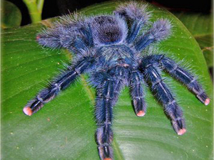 Avicularia geroldi