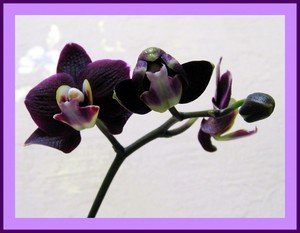 BlackOrchid