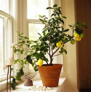 Lemon tree