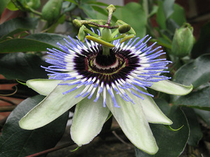 Passiflora