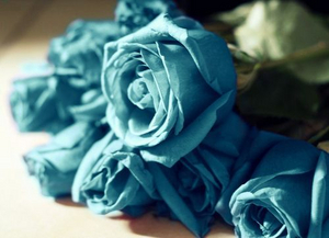 Blue Roses