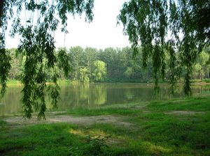 Окно с видом на парк или сад