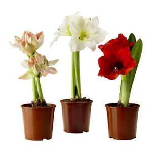 HIPPEASTRUM Растение в горшке - IKEA