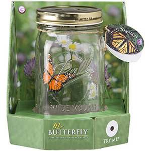 fliegender Schmetterling im Glas - oranger Monarchfalter - Butterfly Collection