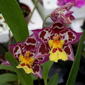 Oncidium