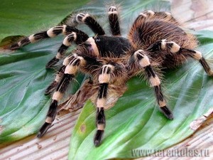 Geniculata