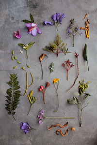 mini-herbarium