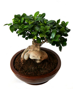 Bonsai