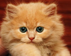 Ginger cat