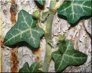 Плющ (Hedera helix)