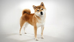 Shiba-inu dog