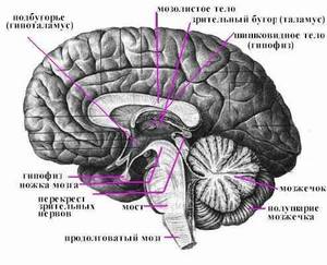 Мозг (чуть больше серого вещества)