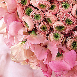 Ranunculus (лютики)