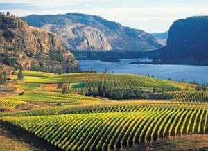 Kelowna wine vocation