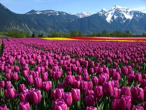 Tulips in the Fraser Valley